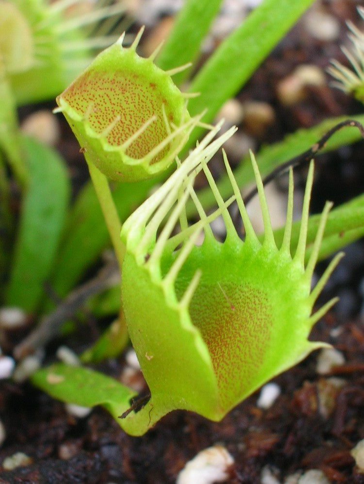 Dionaea muscipula  Funnel trap