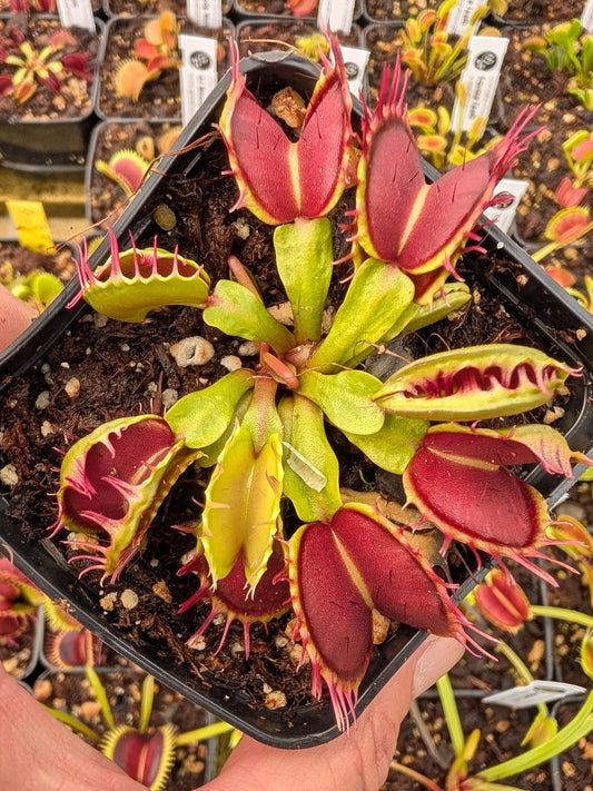 Dionaea muscipula Fused tooth Seedgrown