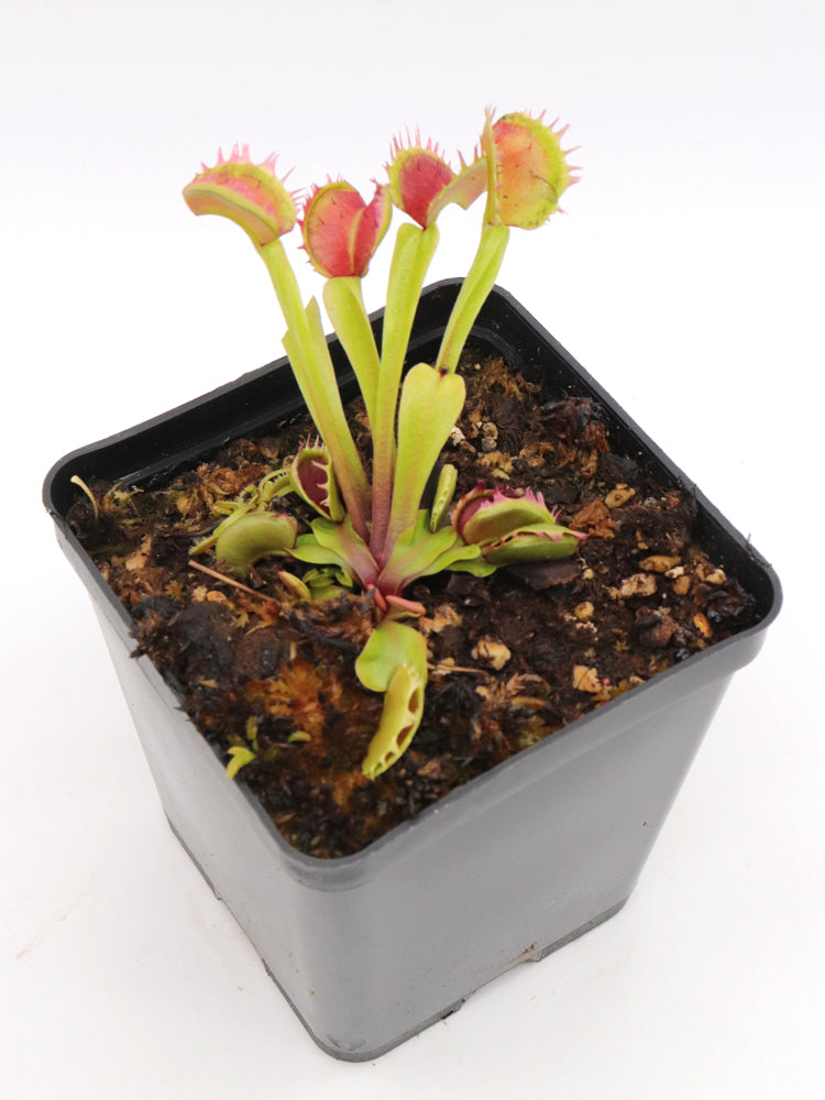 Dionaea muscipula  Fuzzy tooth BCP
