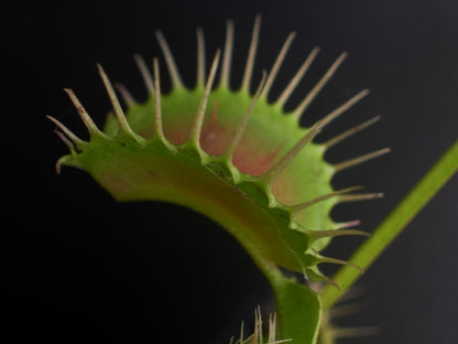 Dionaea muscipula "Gap teeth"