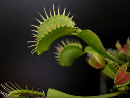 Dionaea muscipula "Gap teeth"