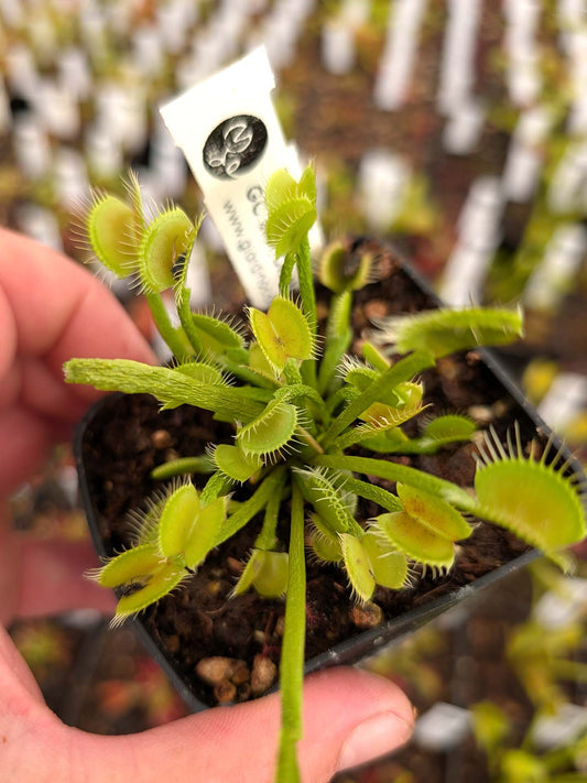 Dionaea muscipula  GC Slim Crested