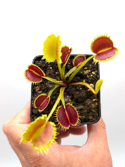 Dionaea muscipula GC Leech