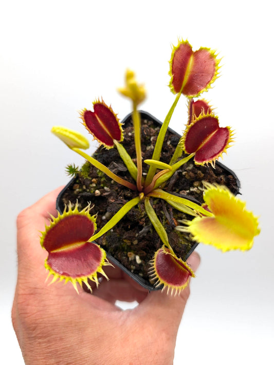 Dionaea muscipula GC Leech