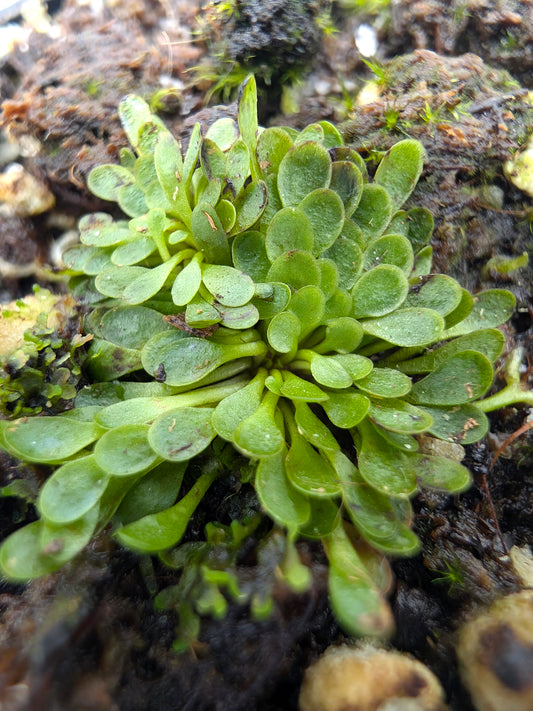 Genlisea margaretae