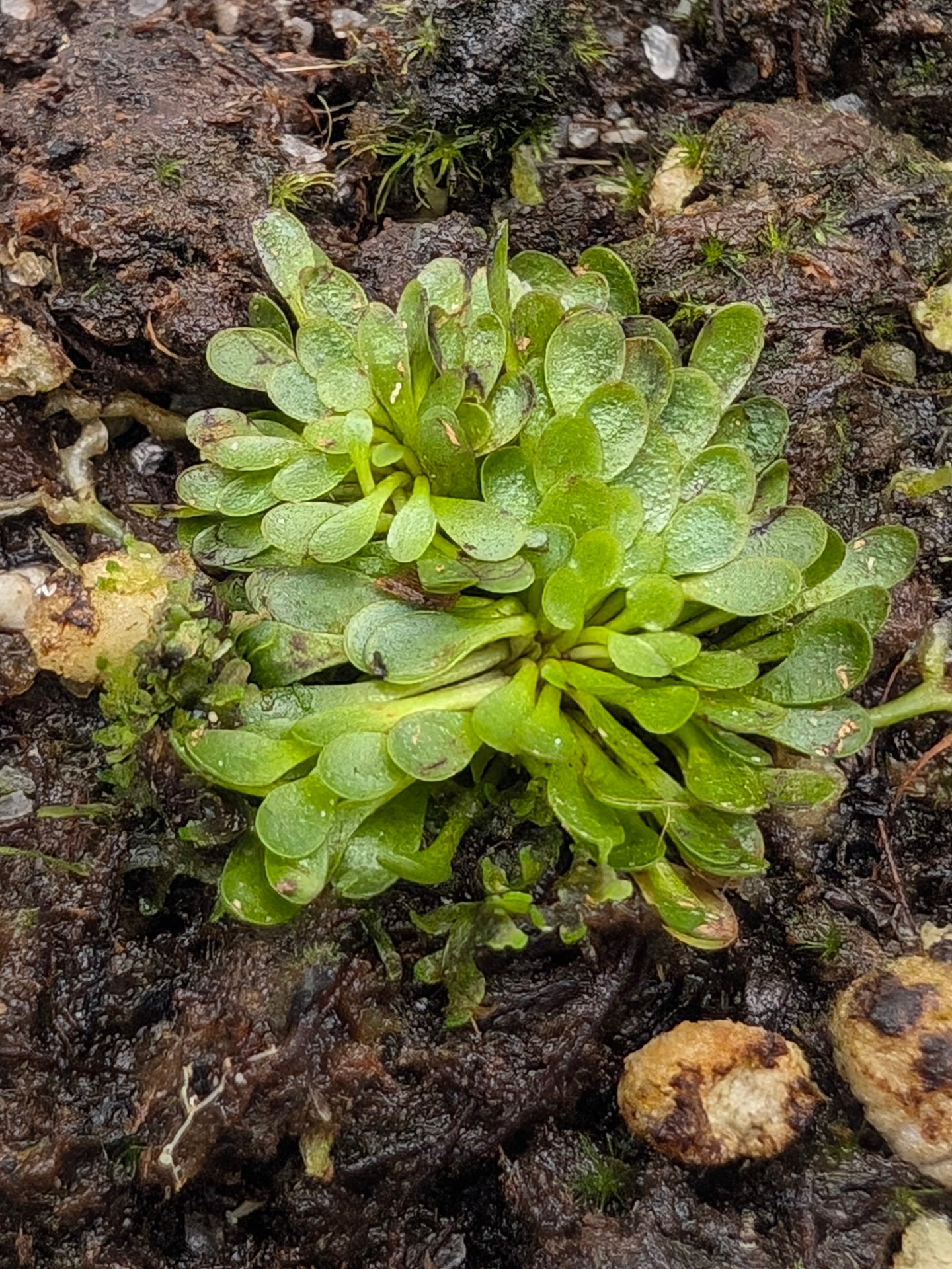 Genlisea margaretae