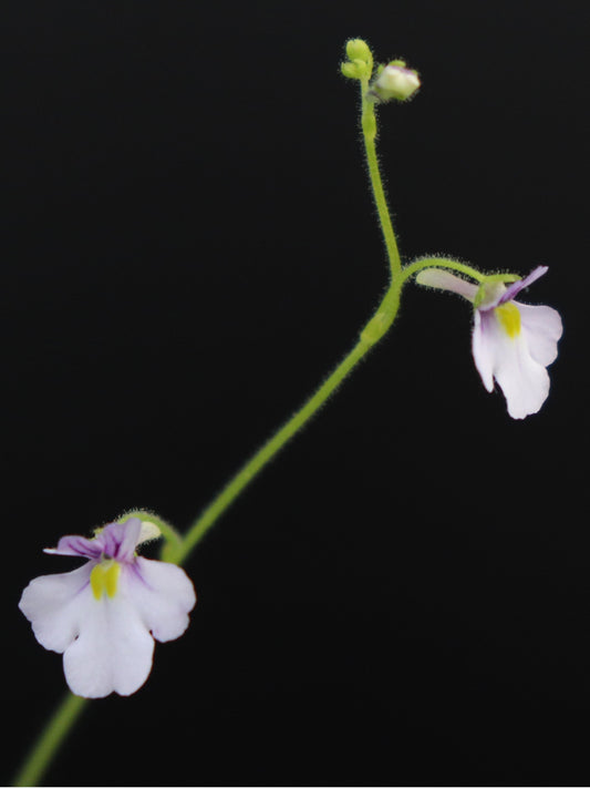 Genlisea violacea  Couto de Magalhaes, Minas Gerais, Brazil