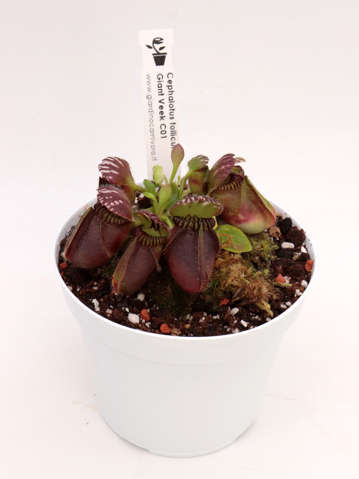Cephalotus follicularis „Giant“ Veek C01