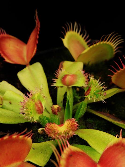 Dionaea muscipula GJ Explosion