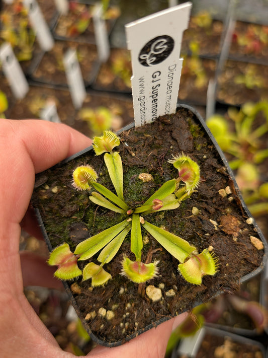 Dionaea muscipula "GJ Supernova"