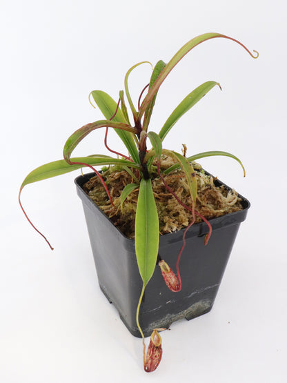 Nepenthes glabrata  Gunung Balease, Selatan, South Sulawesi