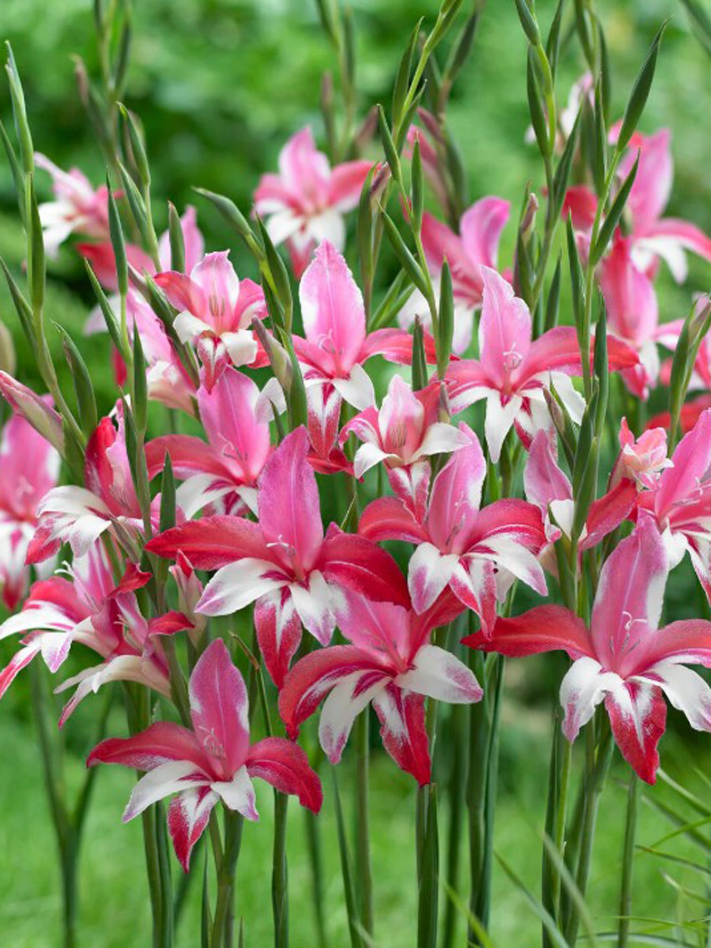 Gladiolus 'Galaxian' 3 rizomi