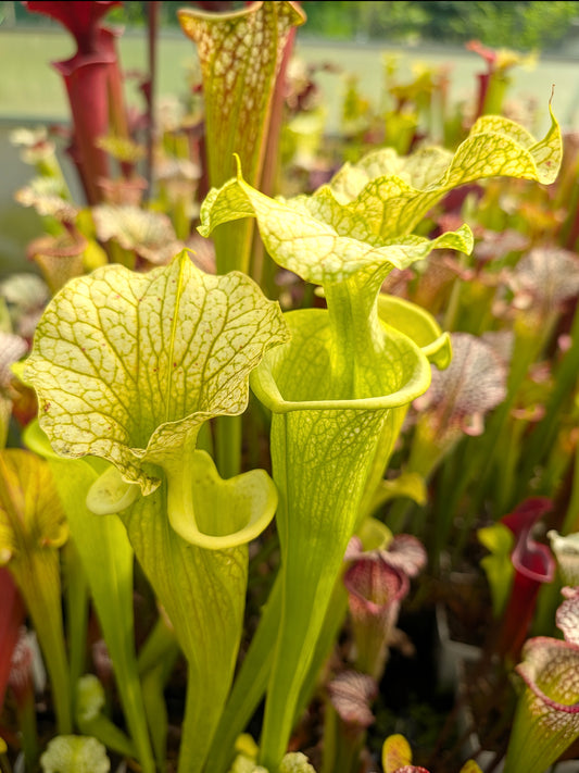 Sarracenia "Glynis Wheeler"