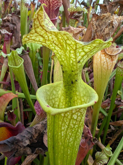 Sarracenia "Glynis Wheeler"