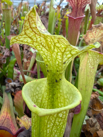 Sarracenia "Glynis Wheeler"