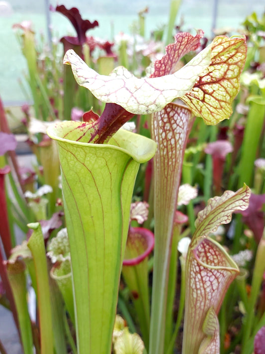 Sarracenia "GNKT"
