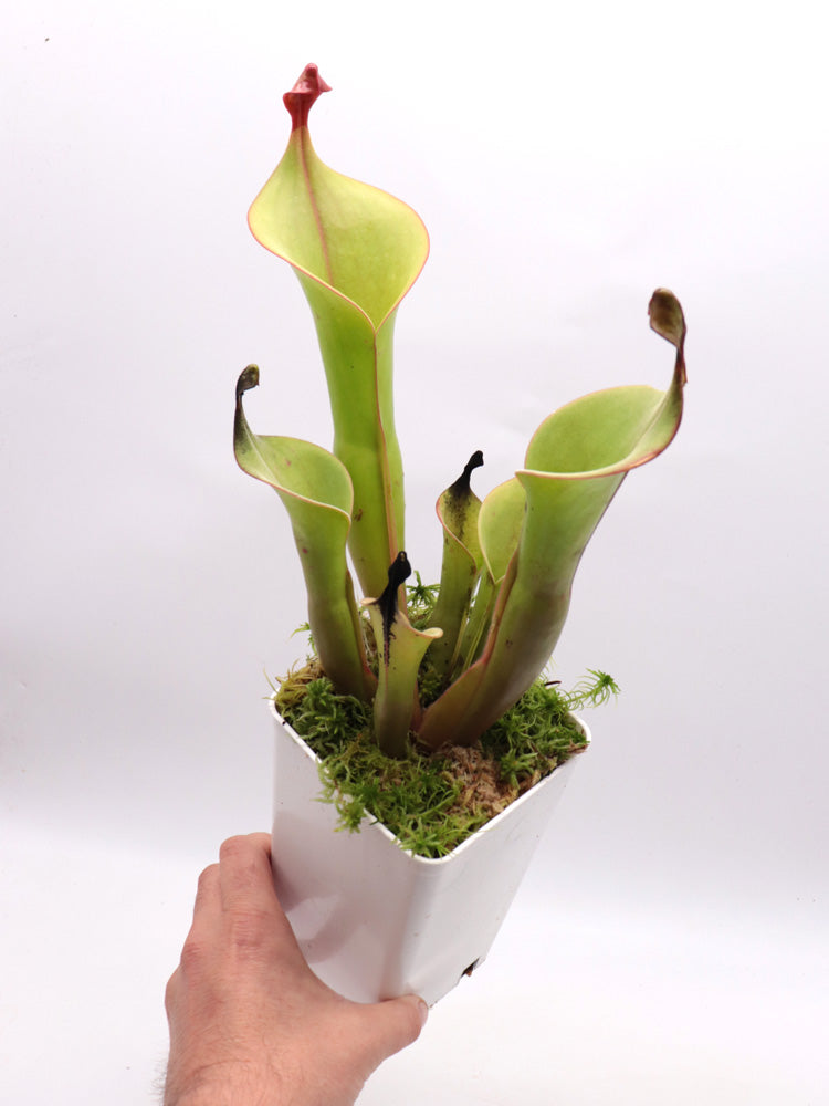 Heliamphora "Godzilla"