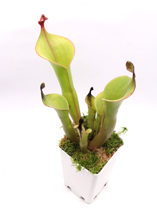 Heliamphora "Godzilla"