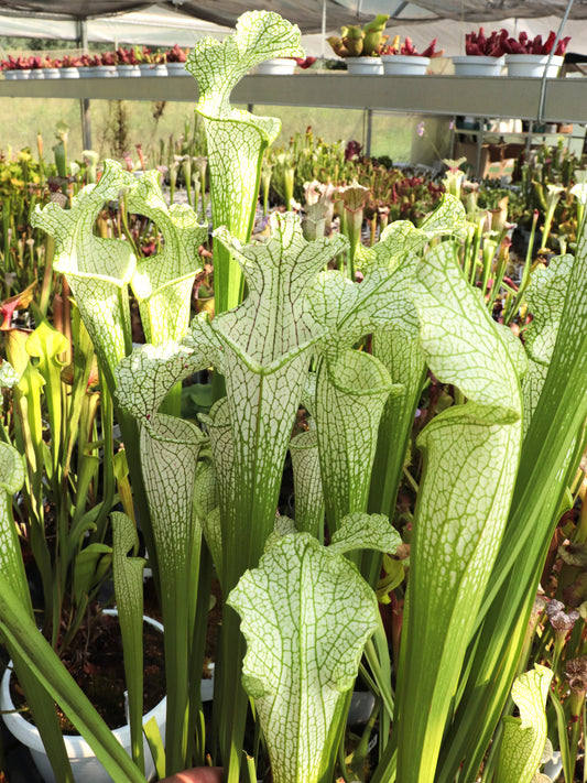L22 GC Sarracenia leucophylla „Golden Winter“