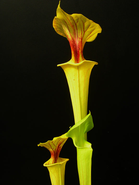 Sarracenia flava var. flava "Goldie"