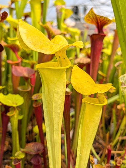 Sarracenia "Goldmine"
