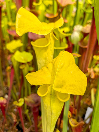 Sarracenia "Goldmine"
