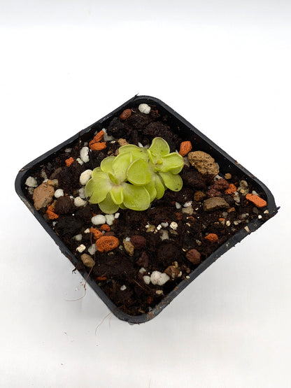 Pinguicula gracilis x emarginata