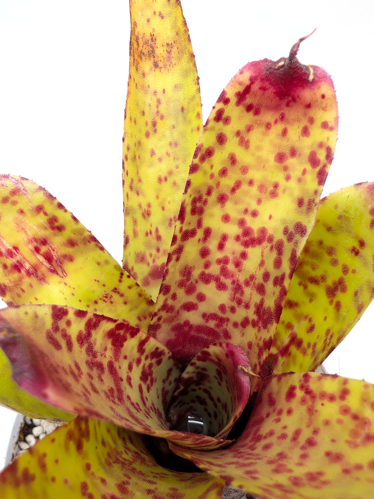 Neoregelia Guinea
