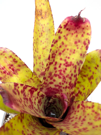 Neoregelia Guinea