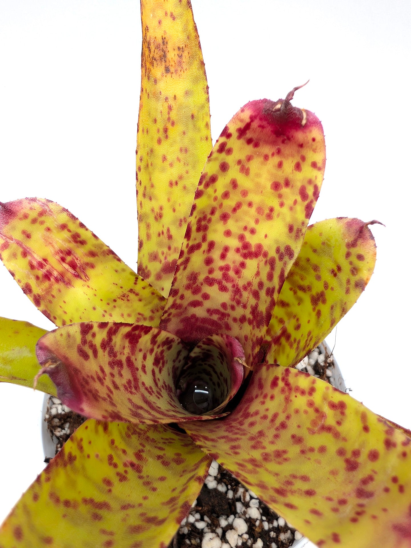 Neoregelia Guinea