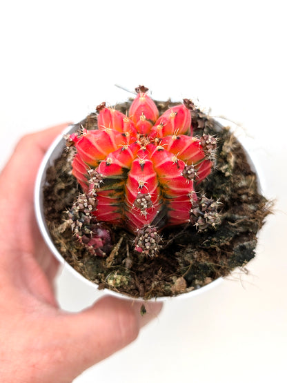 Gymnocalycium Special N1