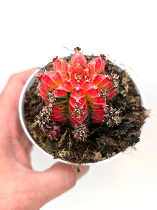 Gymnocalycium Special N1