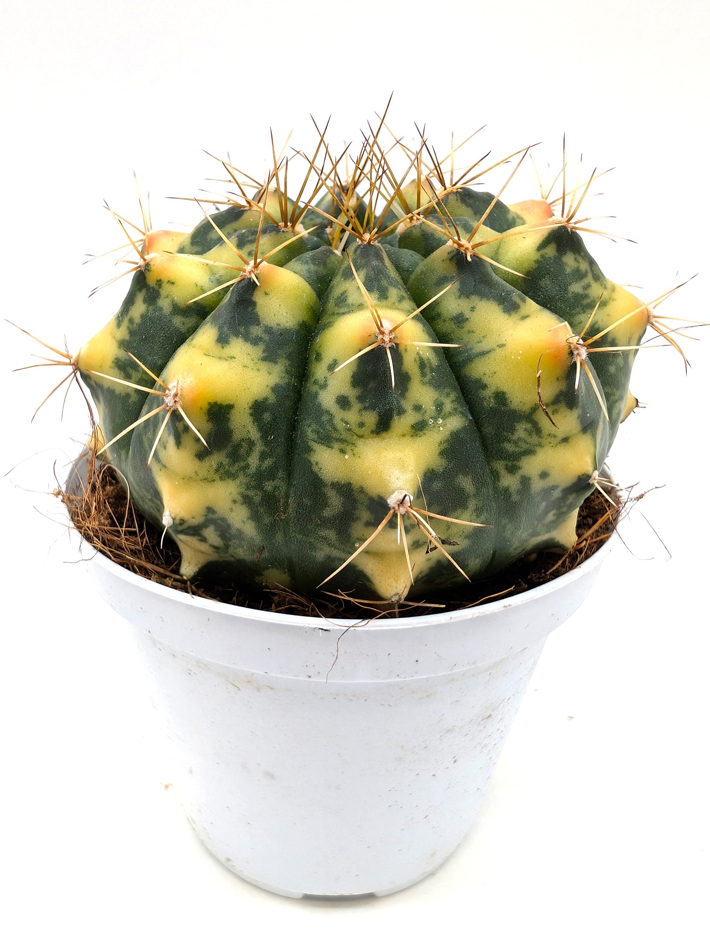 Gymnocalycium Special N2