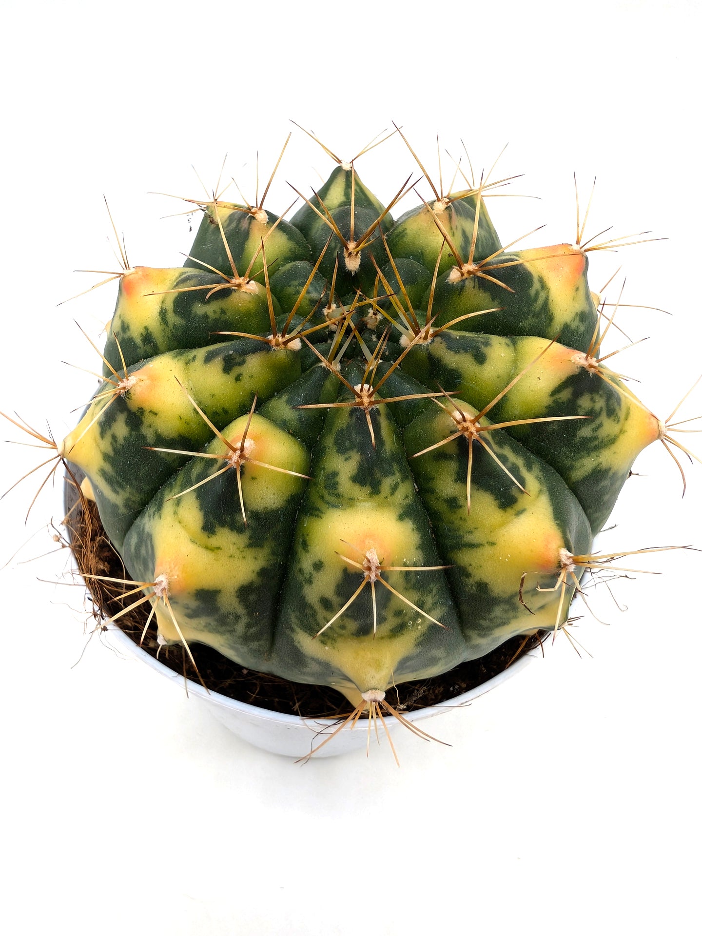 Gymnocalycium Special N2