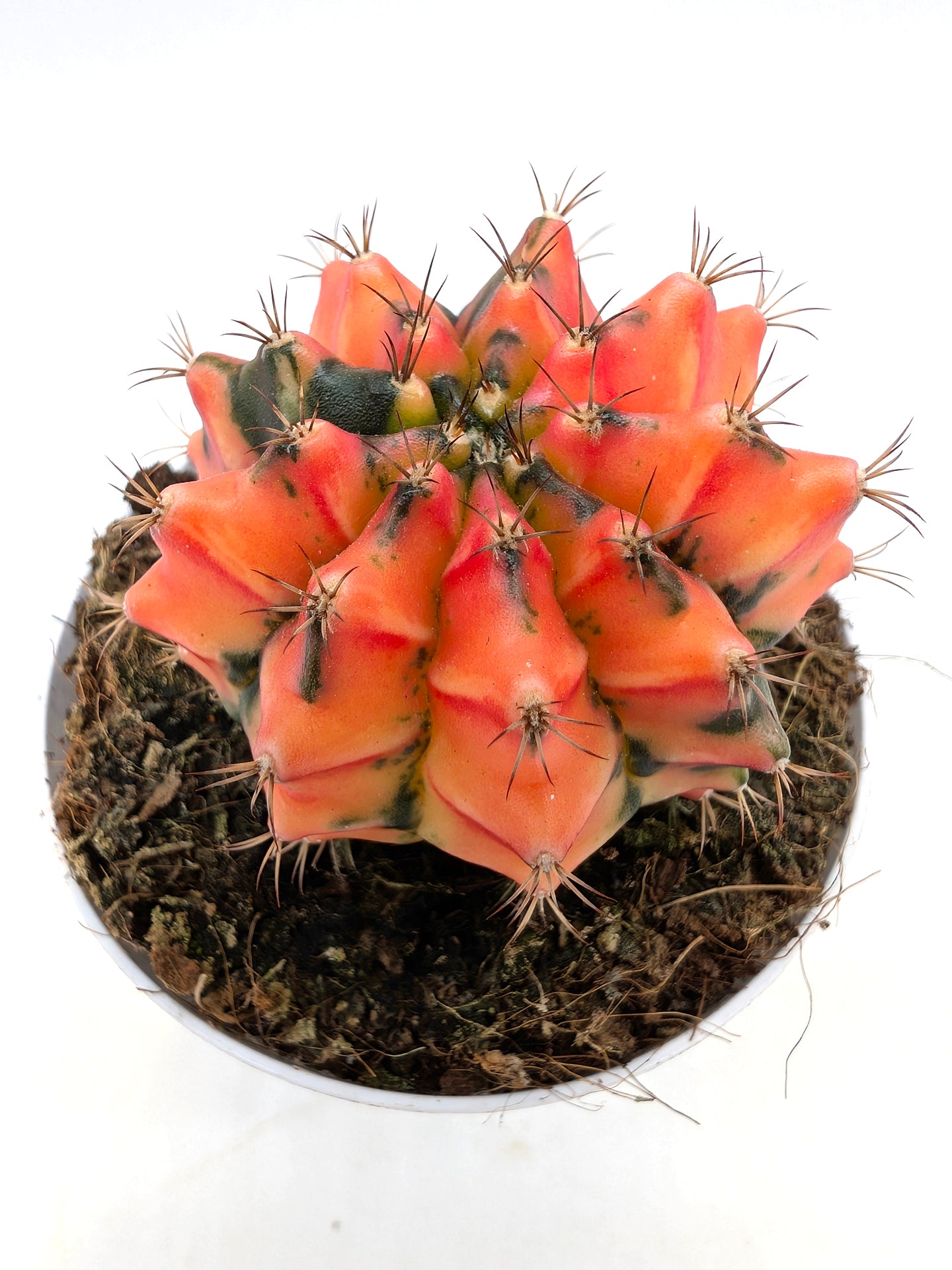 Gymnocalycium Special N3