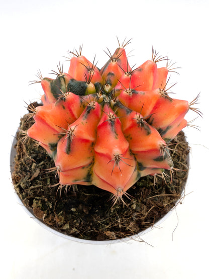 Gymnocalycium Special N3