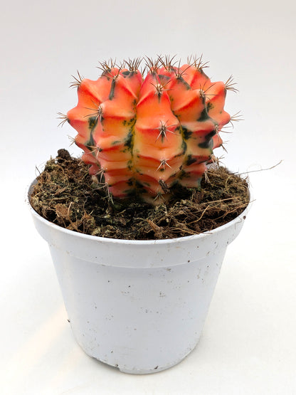Gymnocalycium Special N3