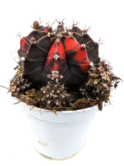 Gymnocalycium Special N6