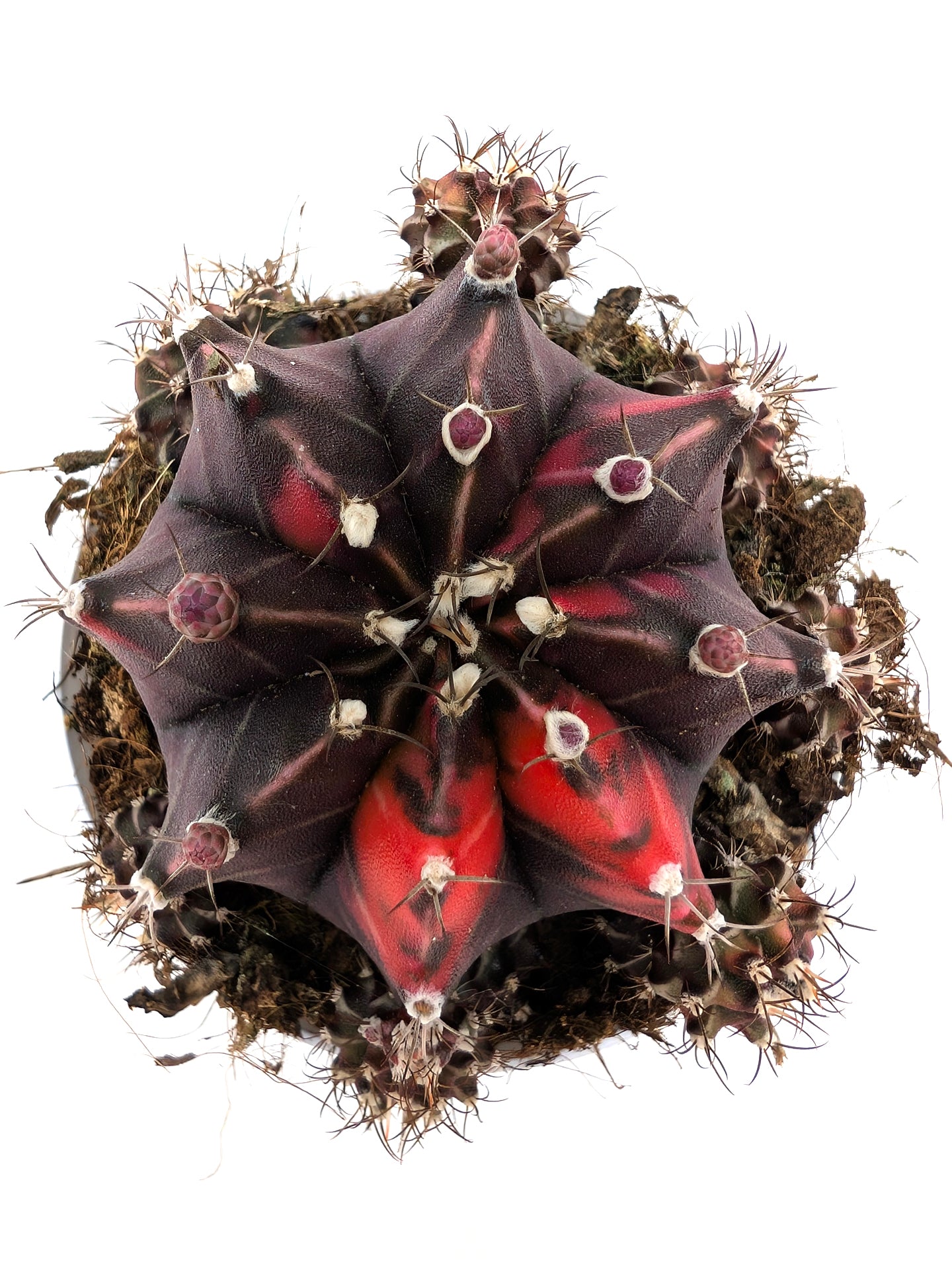 Gymnocalycium Special N6