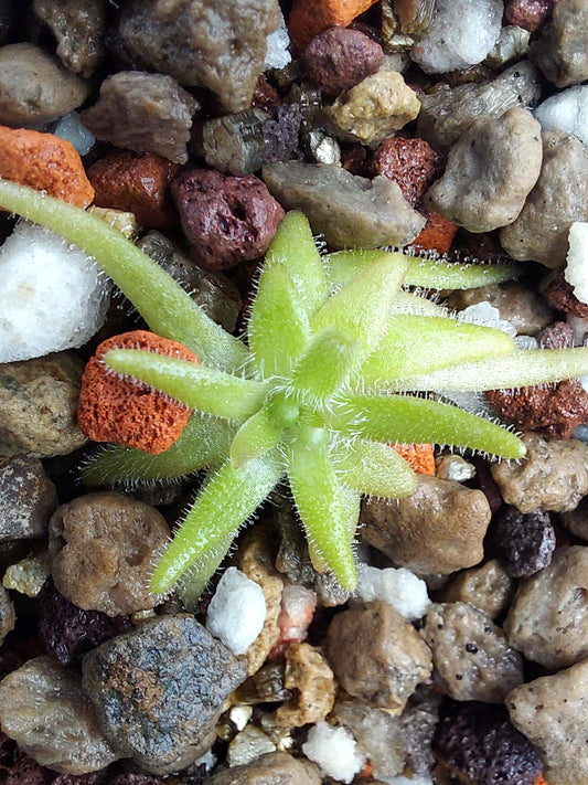 Pinguicula gypsicola