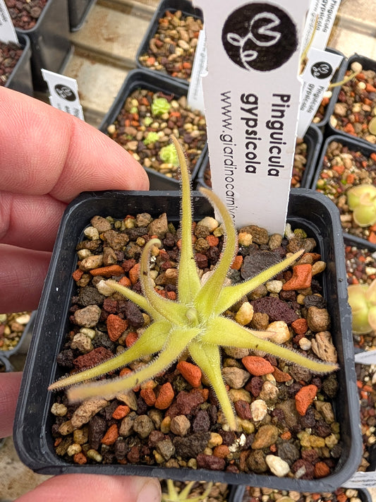 Pinguicula gypsicola