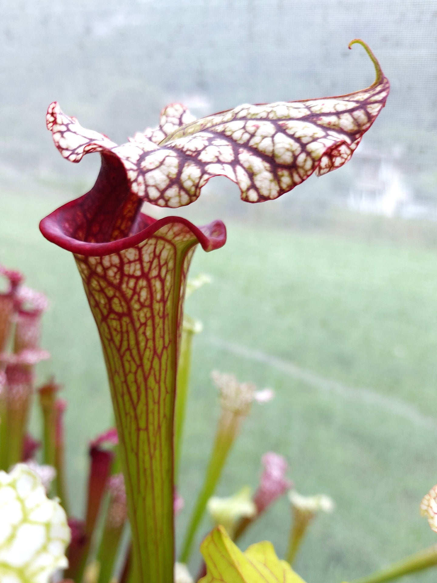 H102 GC Sarracenia "Sweet Midnight"