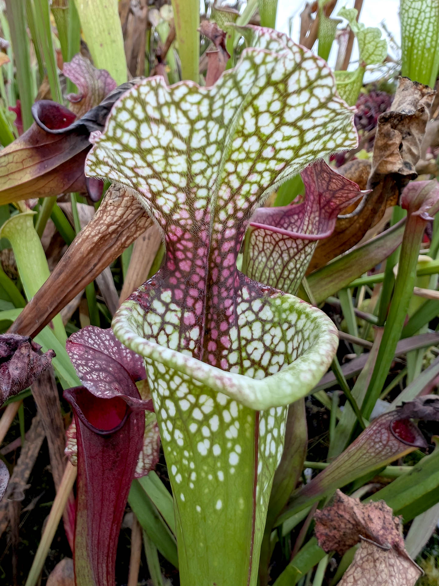 Sarracenia x moorei H10B YS