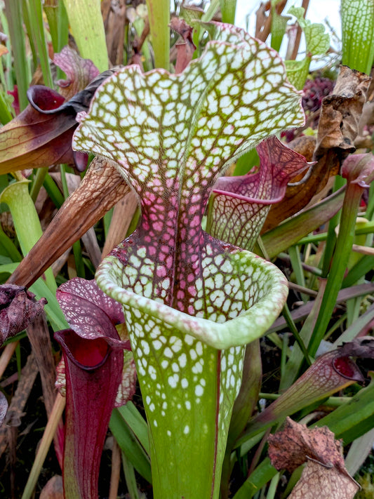 Sarracenia x moorei H10B YS