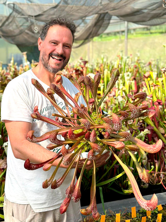 H131 GC  S.x "Dragon Tail"