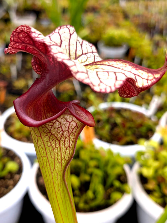 H134 GC  Sarracenia "Bad Guy"