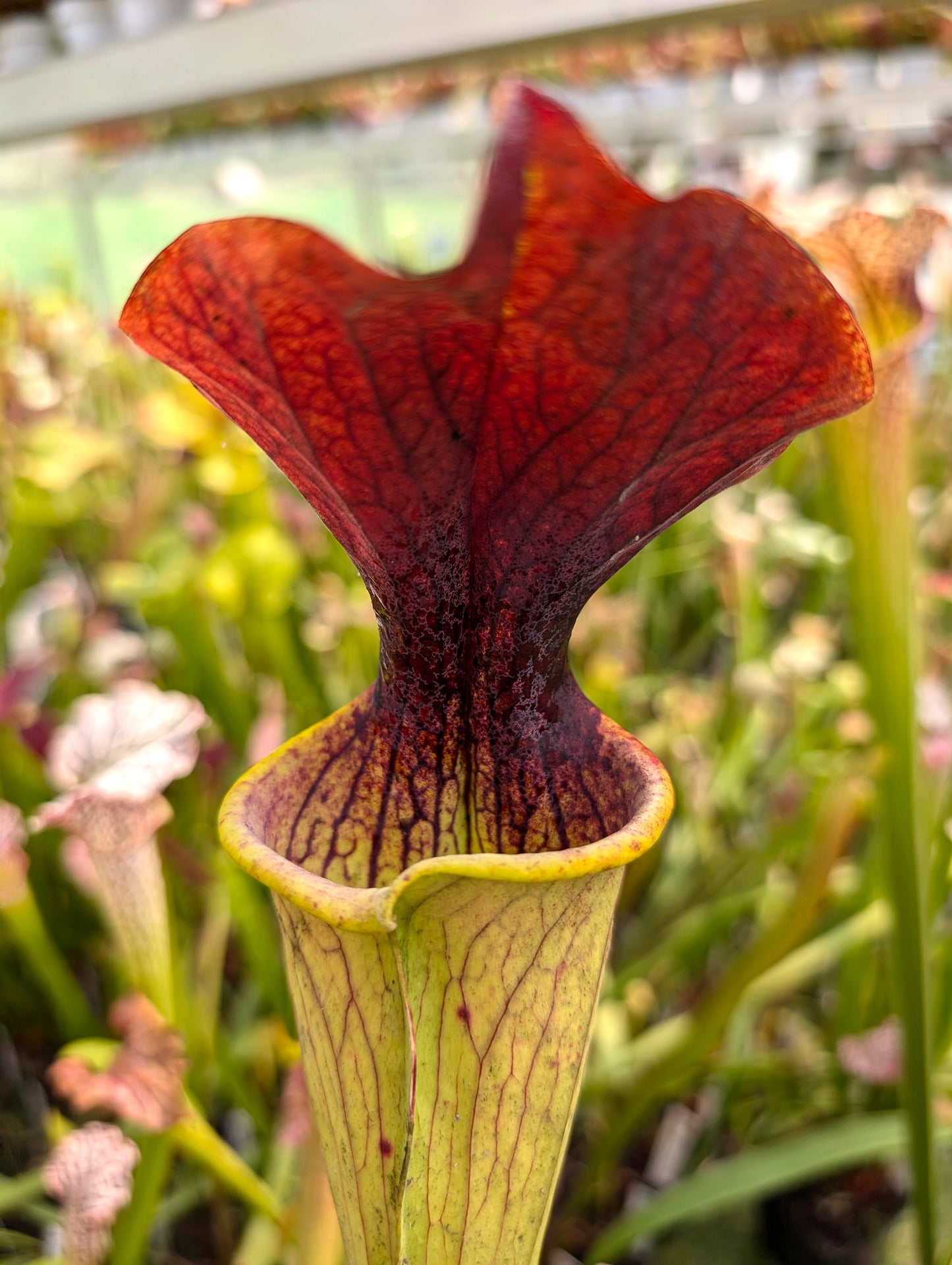 Sarracenia „Hybrid“ RVO