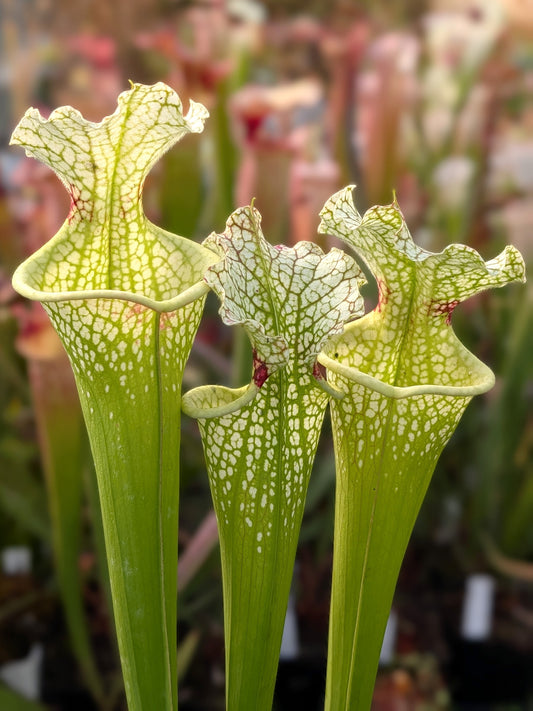 Sarracenia leucophylla x 'Adrian Slack' H223 MK