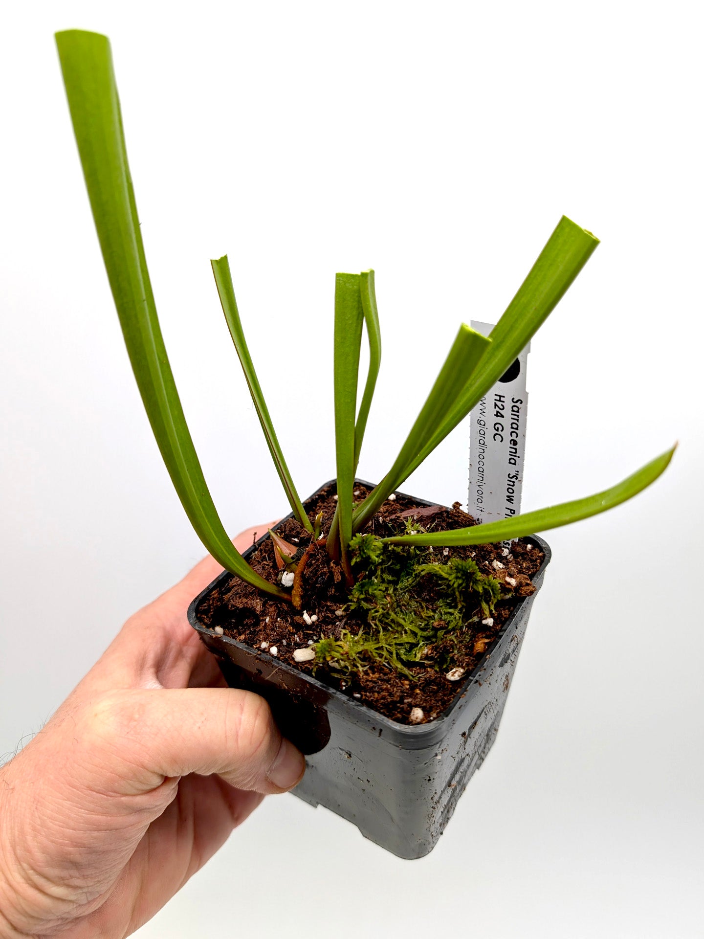 AUCTION 11: Sarracenia "Snow Princess" H24 GC  Large Size