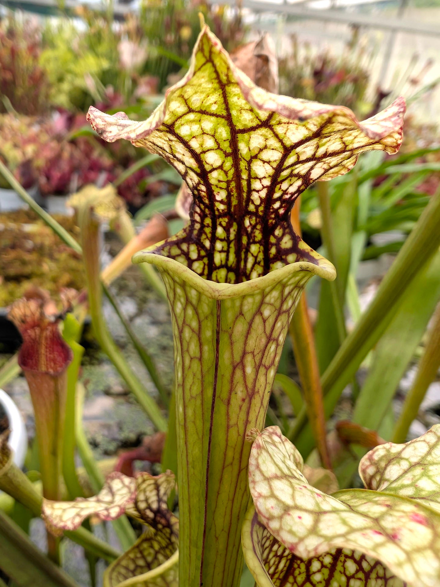 Sarracenia x moorei '1987' Marston Exotics  H24 MK